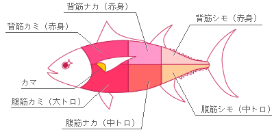 まぐろくんの部位 まぐろくんの部位