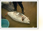 マグロくんレポート写真 マグロくんレポート写真
